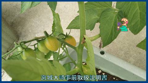 家庭菜園：ミニトマト