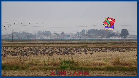 映：飛びかうガンの群れ　大崎時化女沼近郊　１１月２３日