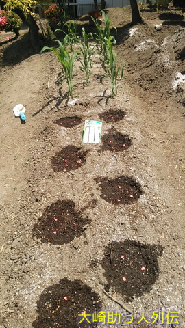 白トウモロコシ種植えました　１８年６月７日