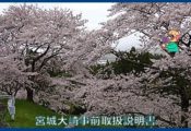 映像：桜と千石城跡　大崎市松山