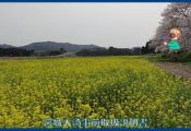大崎週間予定：１７年４月２２日～