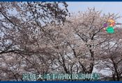 映像：桜と城跡　千貫森（三本木）