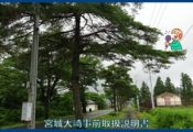 映像：近郊街道　笹谷街道杉並木　川崎町　