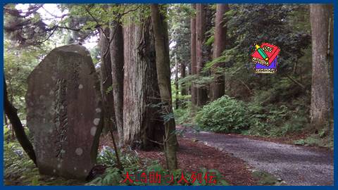 映：箱根路（旧東海道神奈川県）　杉並木
